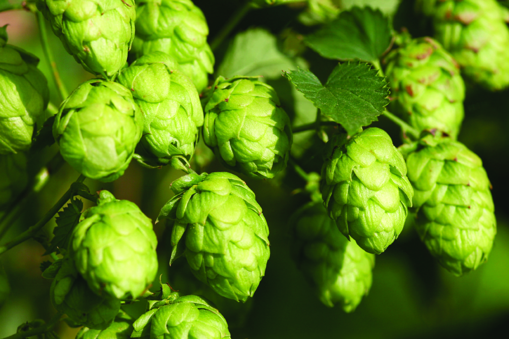 German Nobel Hops
